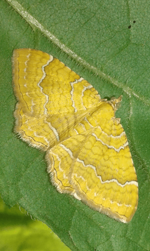 Camptogramma bilineata (Geometridae)?  S